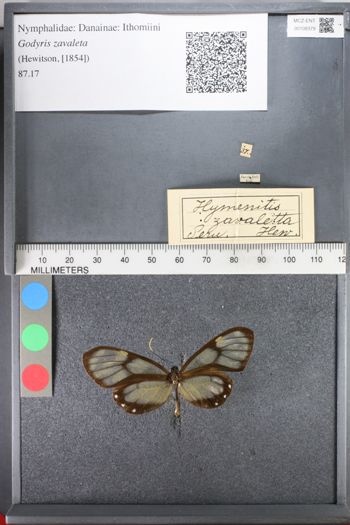 Media type: image;   Entomology 108379